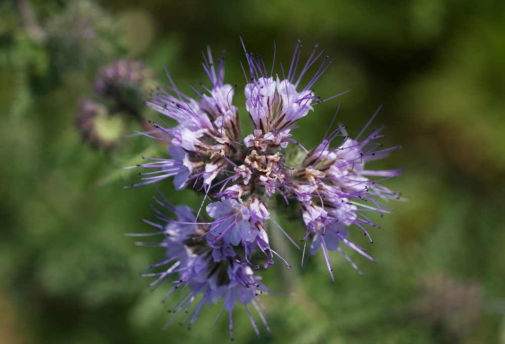 Blue Tansy Oil for Hair: Benefits, Uses, and Side Effects - wide 7