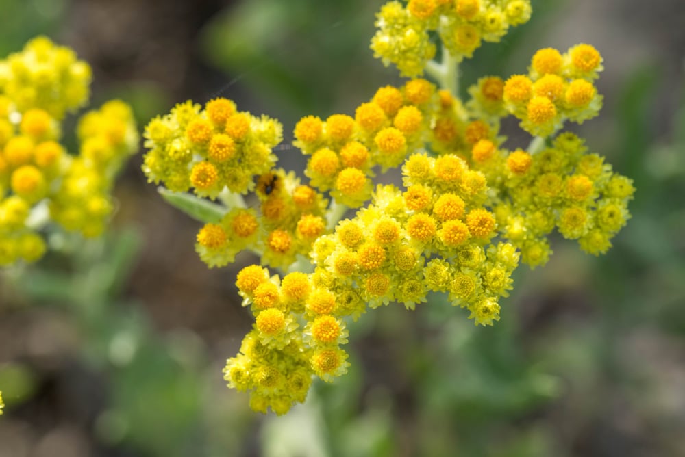 Helichrysum-Italicum -plant