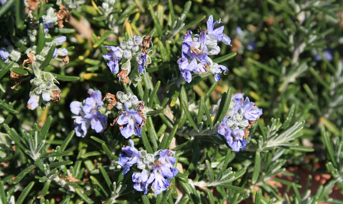 Rosmarinus officinalis